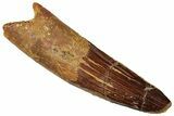 Fossil Spinosaurus Tooth - Real Dinosaur Tooth #327906-1